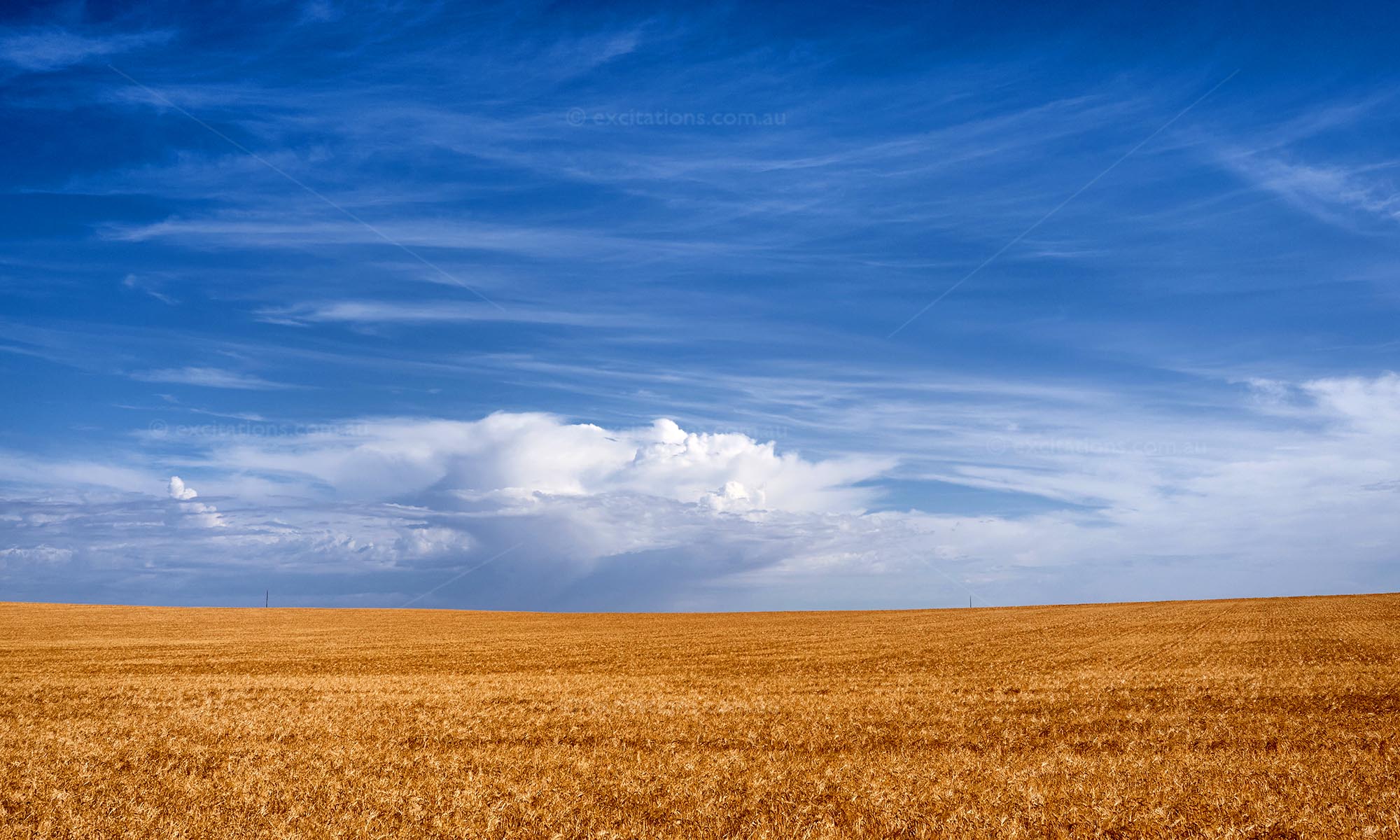 Blue sky, white clouds over golden grain field, Stock Photos Australia header image by Excitations.