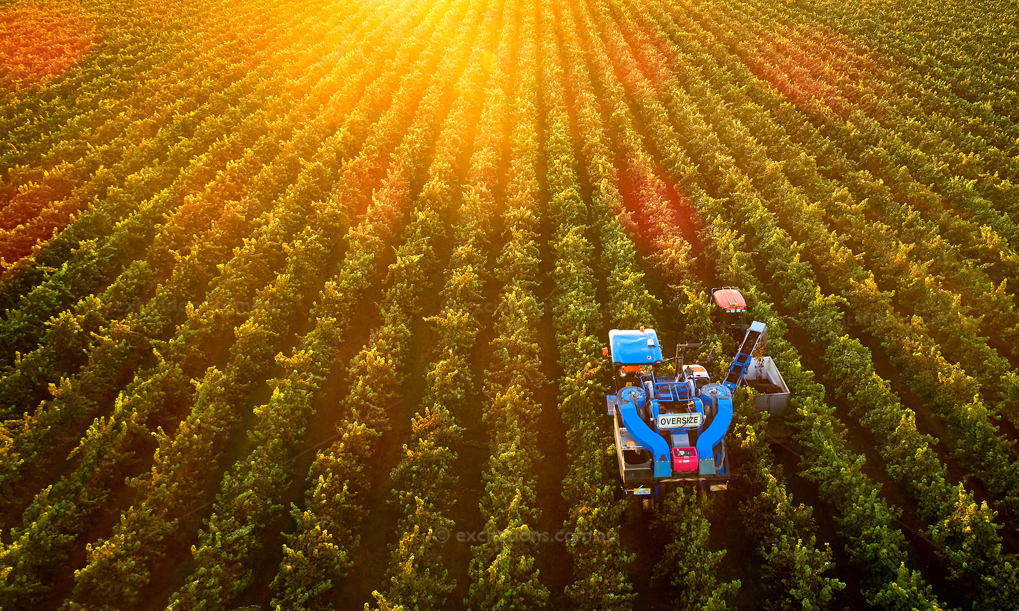 Stock Photos of Australia, aerial photo of grape harvester working in vineyard with setting sun flare.