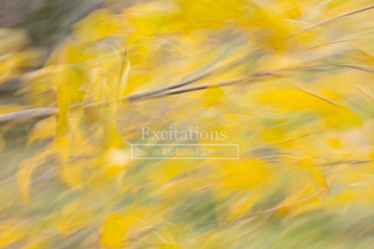 Abstract photo art, impressionism, yellow autumn leaves blowing in the wind, by Stock Photos Australia a division of excitations.com.au