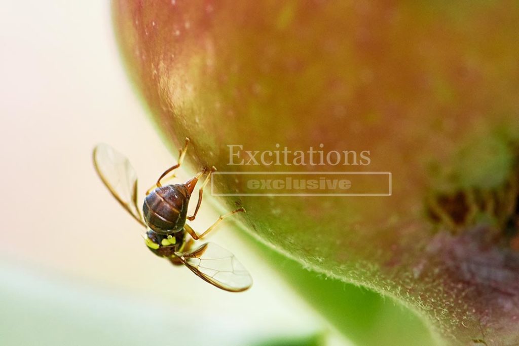 Female Queensland Fruit Fly laying eggs in an apple for Stock Photos Australia blog post Archive Cookies