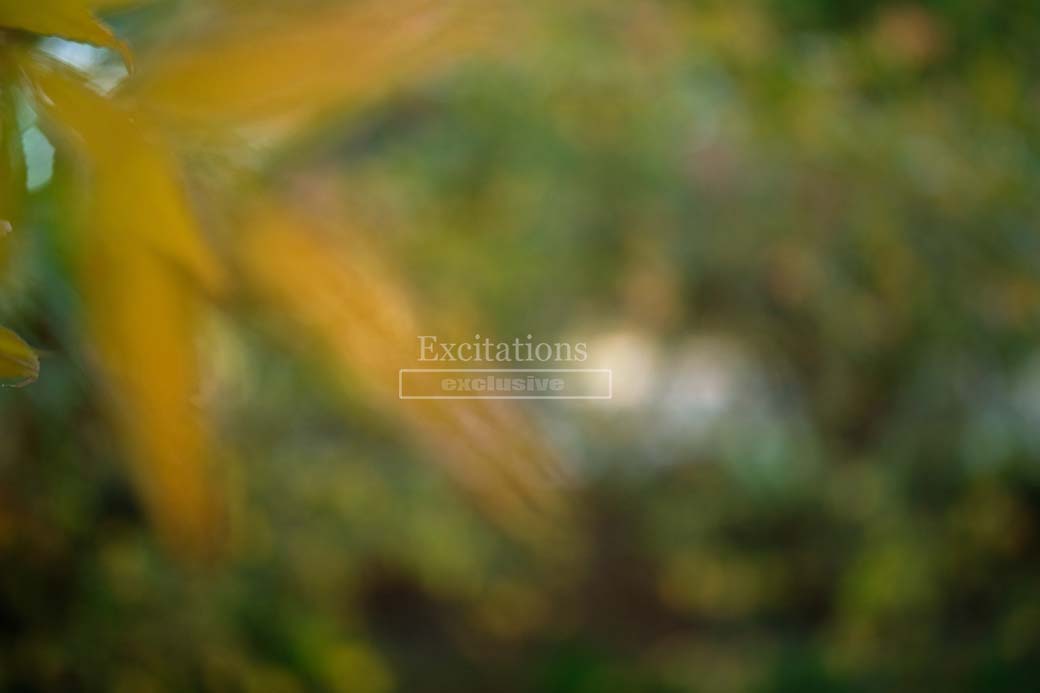 Out of focus foliage of tree, for creative natural stock photo backgrounds