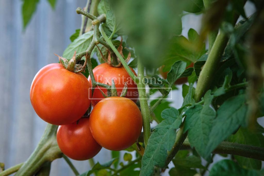 Close image of Cherry Cocktail tomatoes from stock photos Australia exclusive collection.