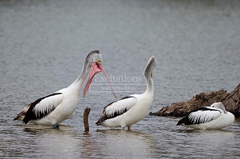 Australian pelicans, slightly comical photo of an adult pelican with beak open.