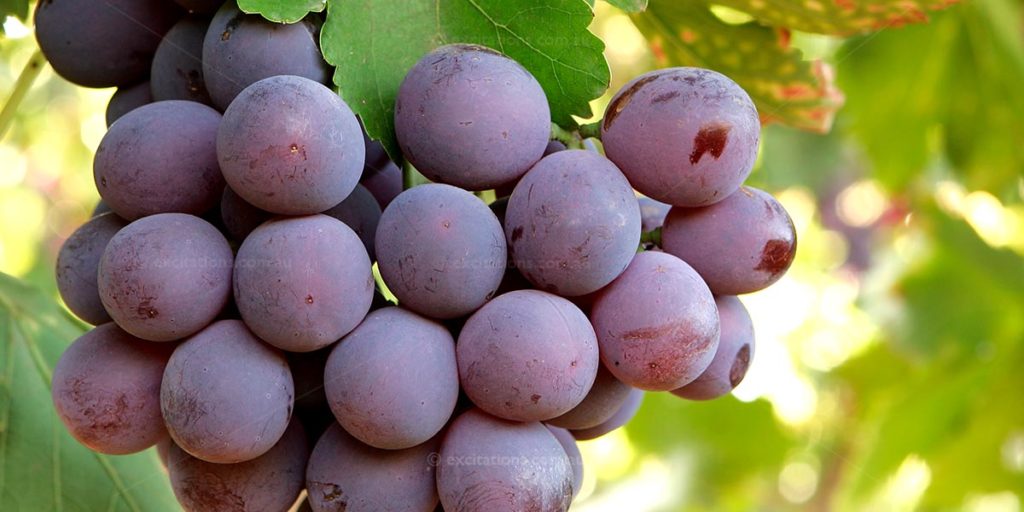 Red table grapes hanging on vine near Mildura, Australia.